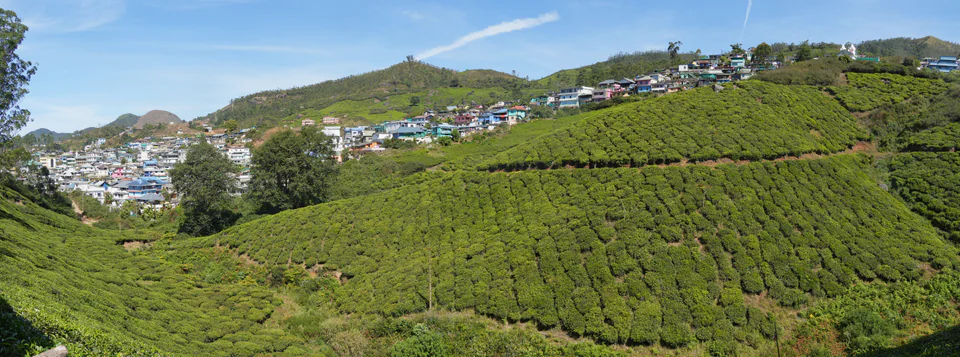 Tea plantations on the hills of Munnar